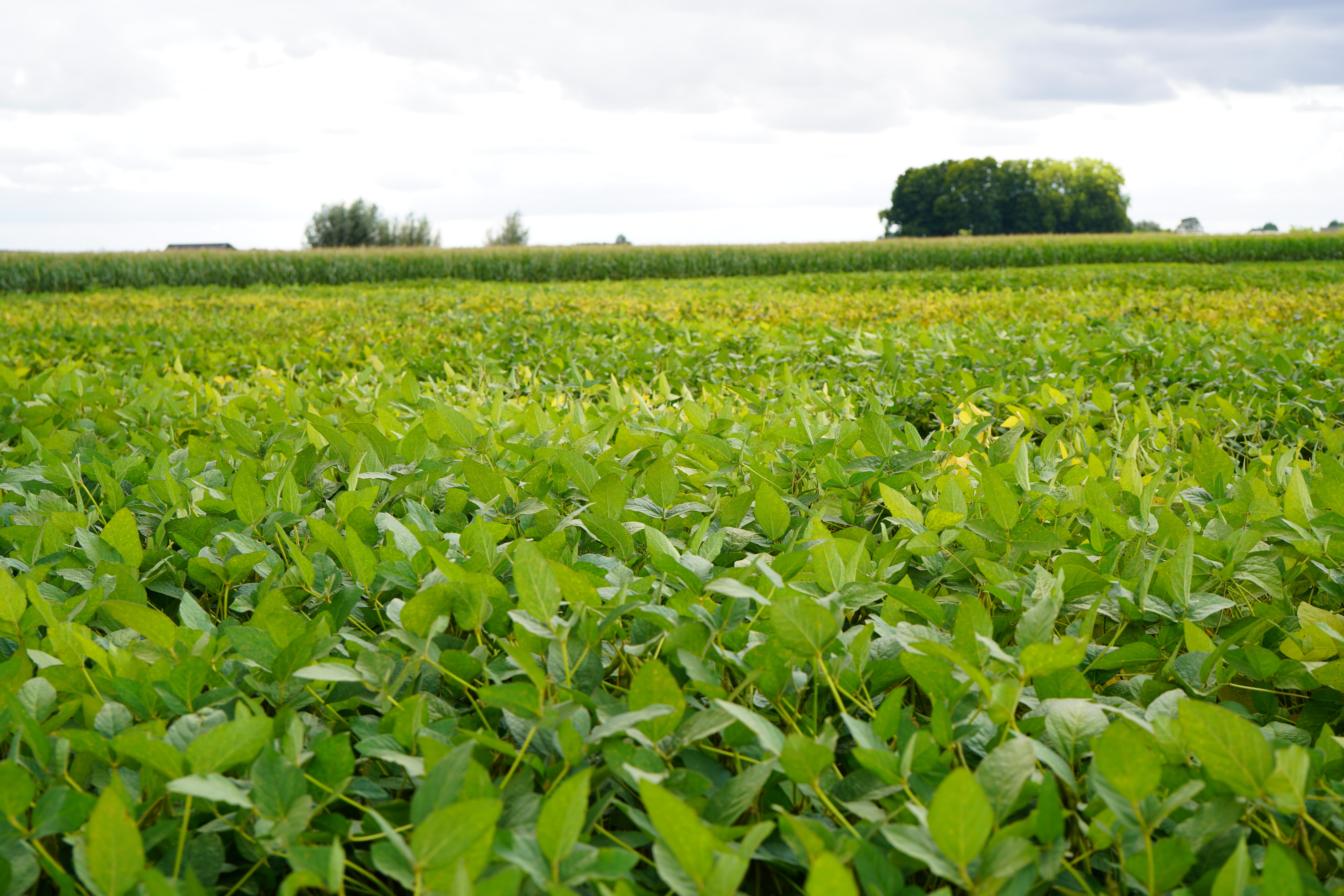 Soybean growing in a field.